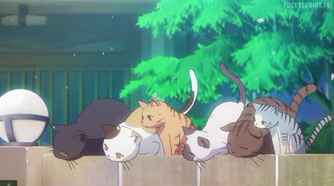 cats watching