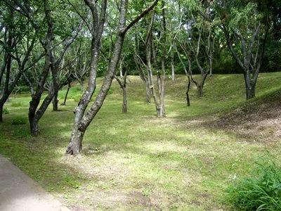 sakura06.jpg