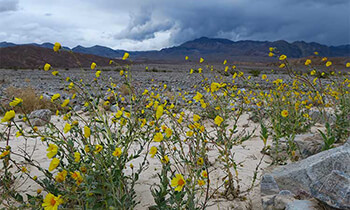 Death Valley Flowers