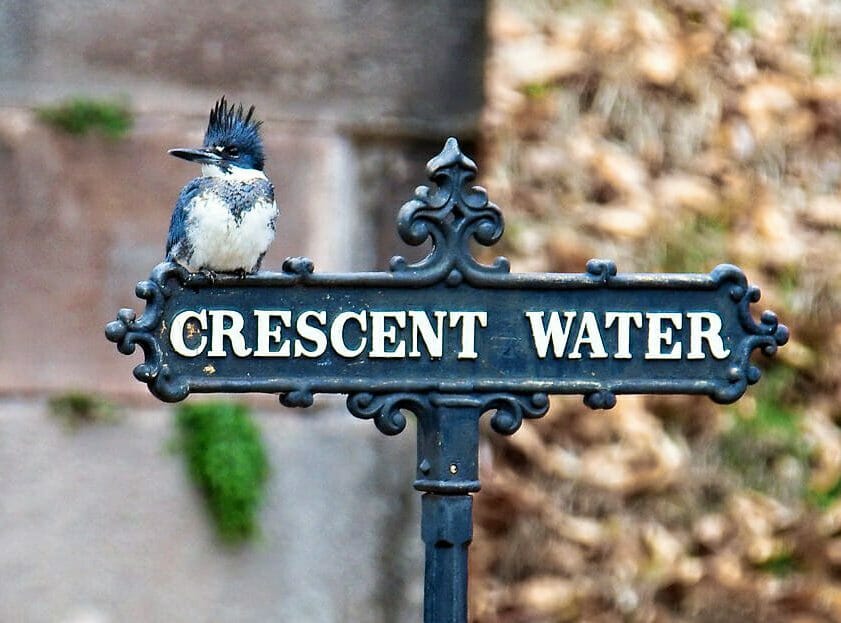 Belted Kingfisher